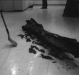 TIGASAW (1998)