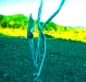 FERN (2010)