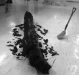 The making of TIGASAW (1998)