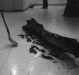 The making of TIGASAW (1998)
